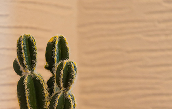 珪藻土(けいそうど)